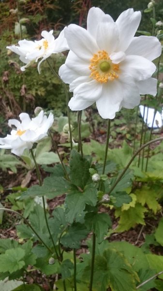 Anemone x hybrida 'Andrea Atkinson' Ве́треница гибридная